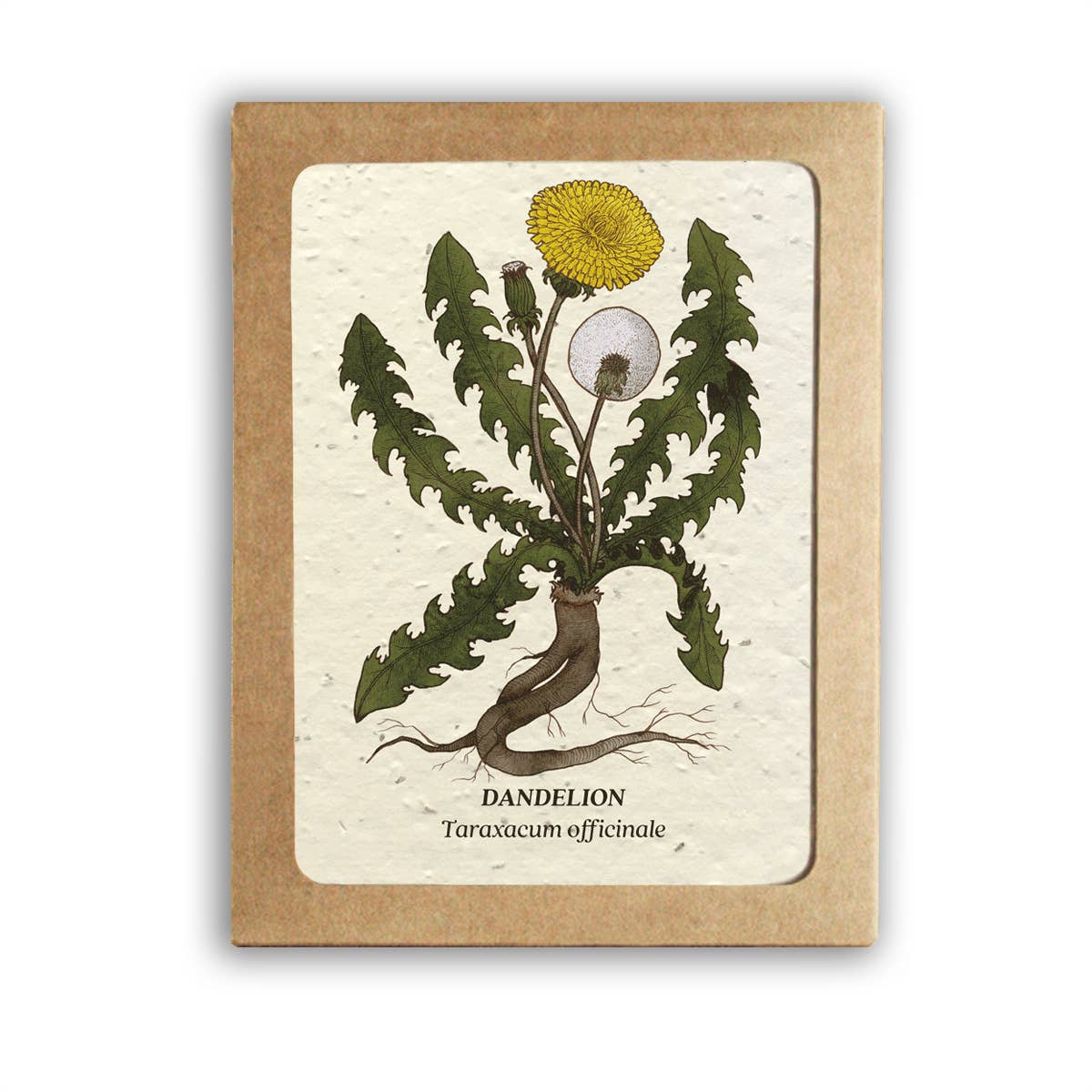 Medicinal Plants Card Set (8) - Plantable Wildflower Seed Paper
