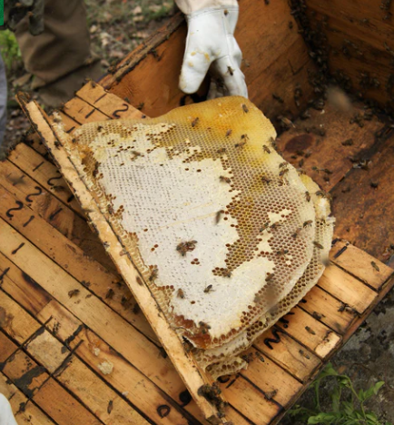 Amber Woodland Honey - Single Origin Raw Unrefined Honey