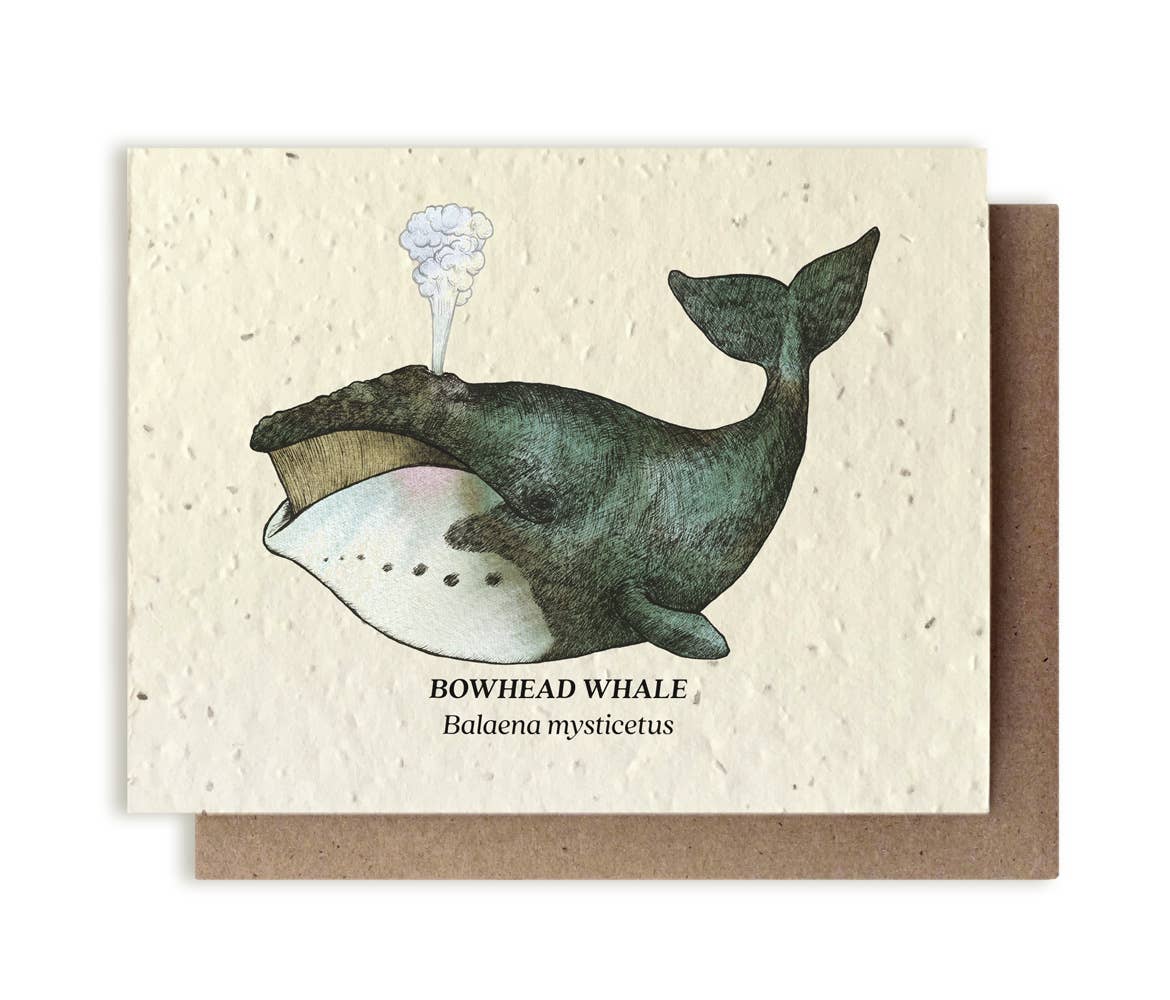 Bowhead Whale Plantable Wildflower Seed Card