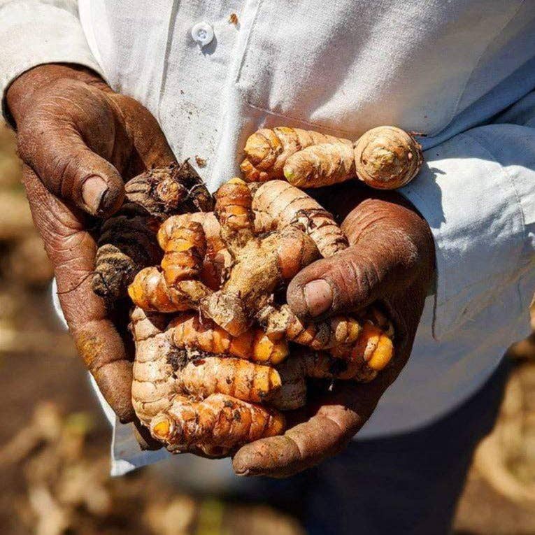 New Harvest Turmeric Jar
