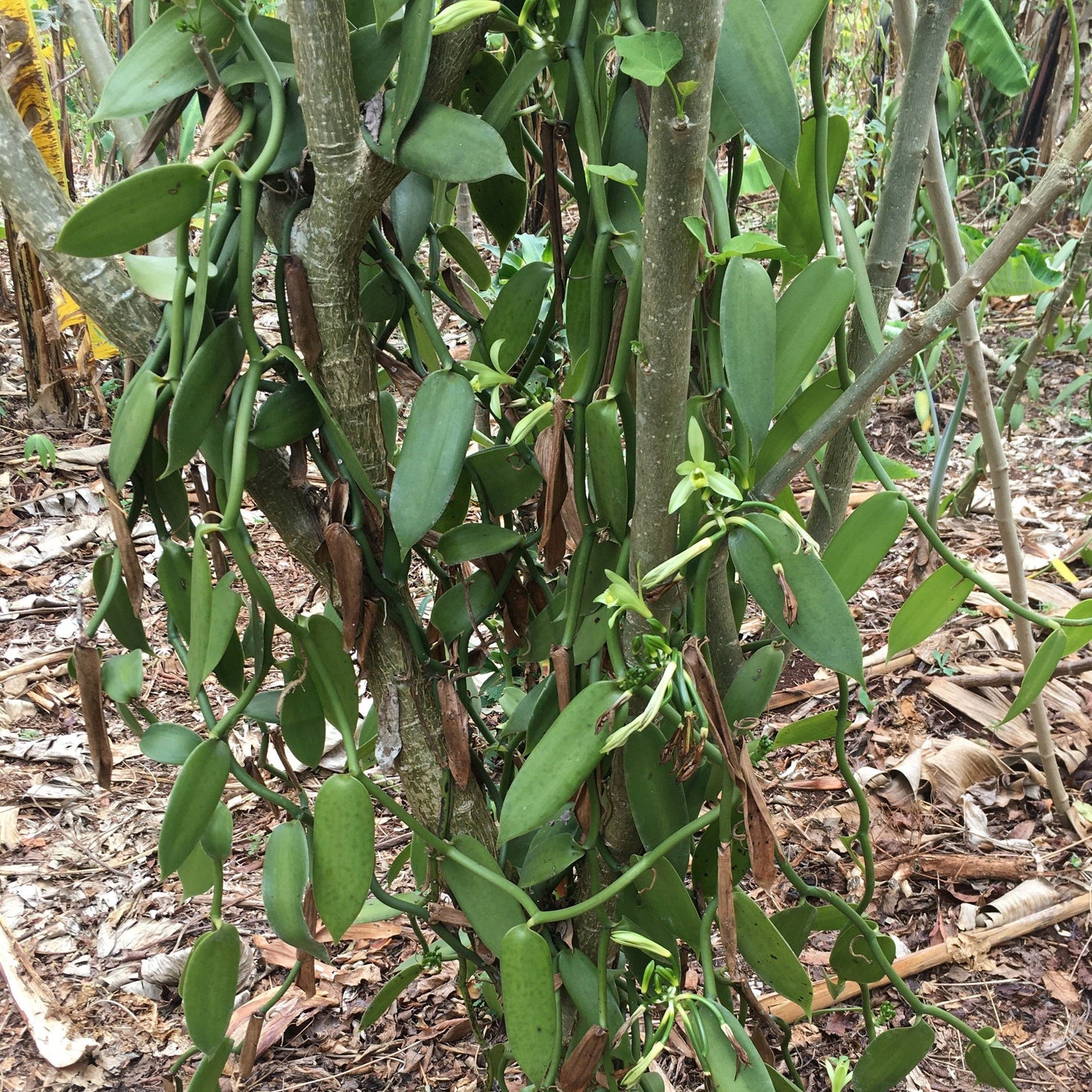 Nyanza Vanilla Powder - Single Origin Spice & Seasoning