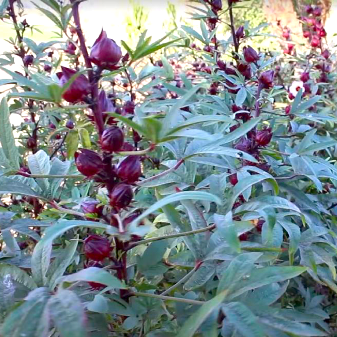Desert Hibiscus (Sorrel, Flor de Jamaica) - Single Origin