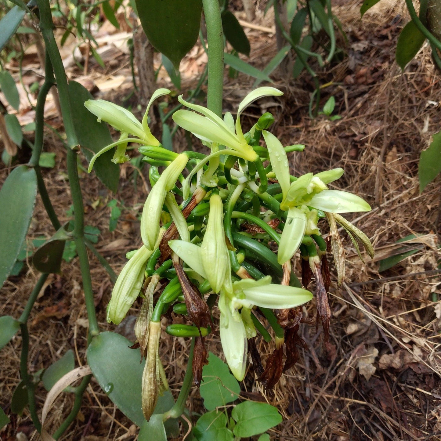 Nyanza Vanilla Powder - Single Origin Spice & Seasoning