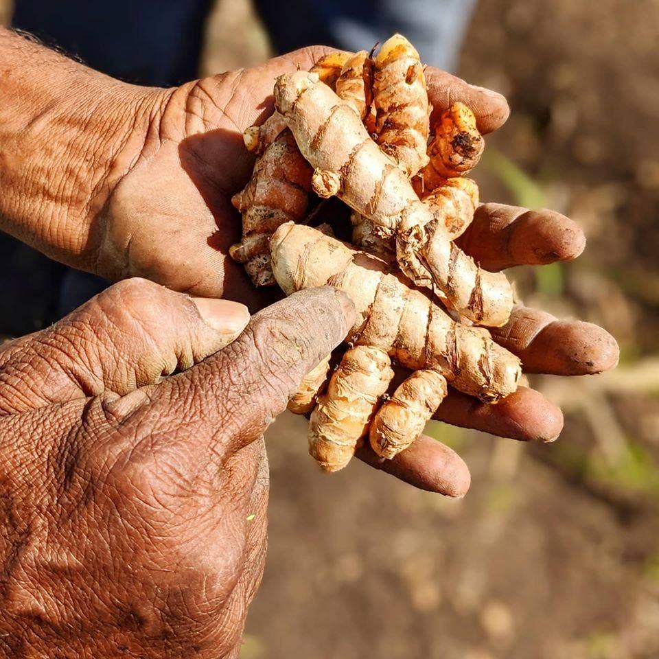 New Harvest Turmeric Jar