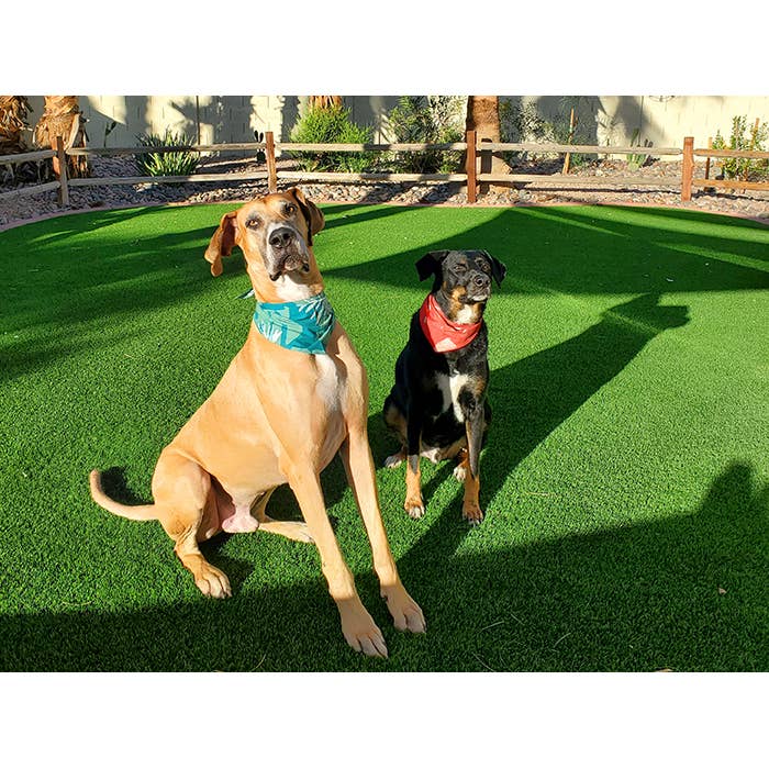 Pet Bandana: Small-Organic