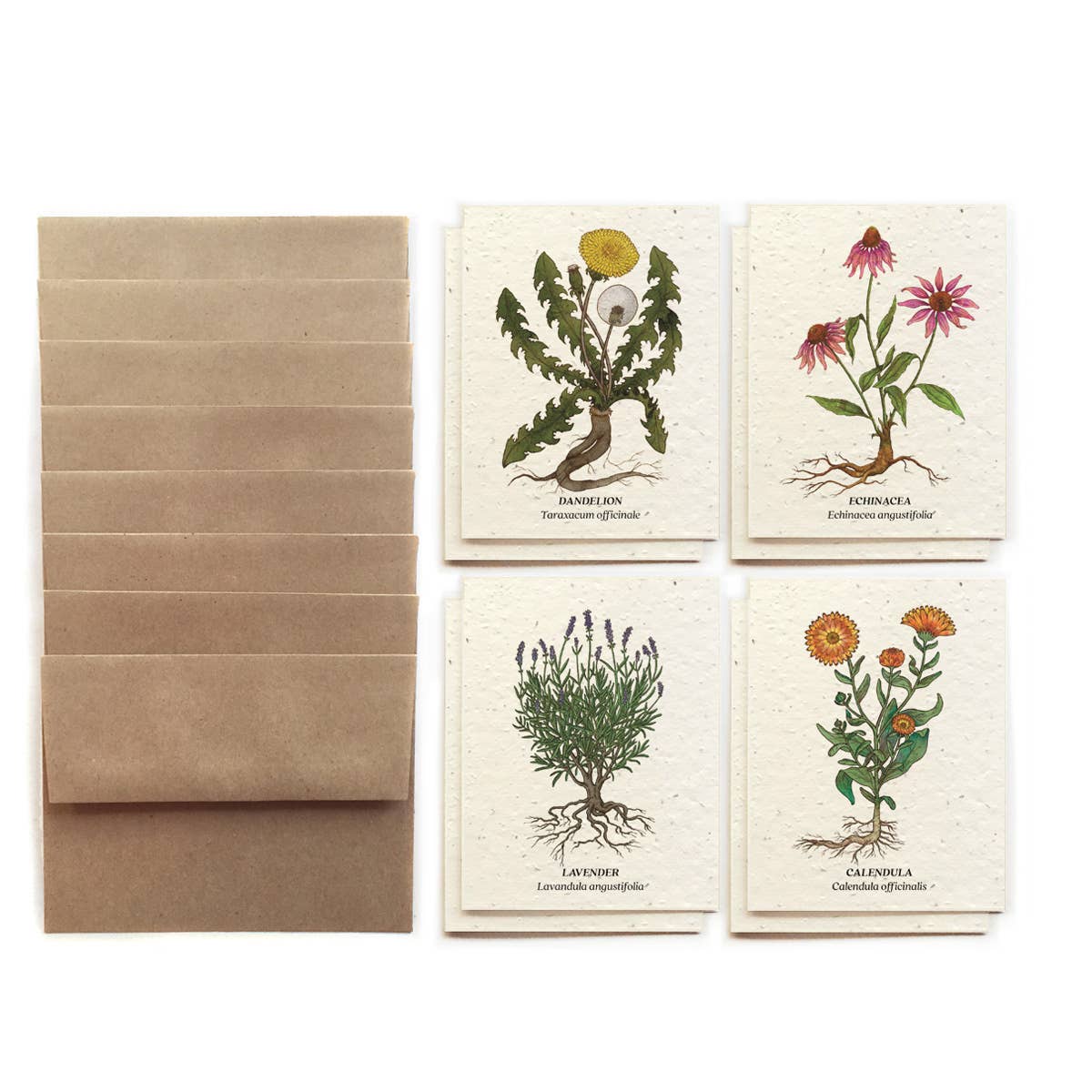 Medicinal Plants Card Set (8) - Plantable Wildflower Seed Paper